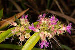 Swamp loosestrife